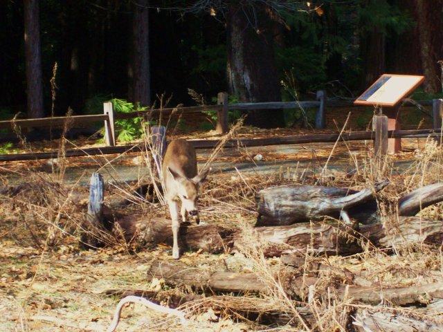 Deer grazing 