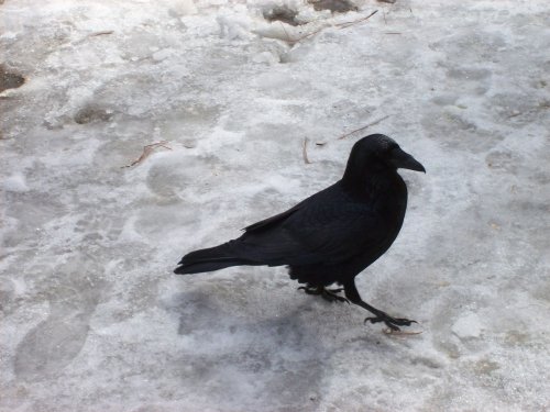 Raven trying to shake us down for food 