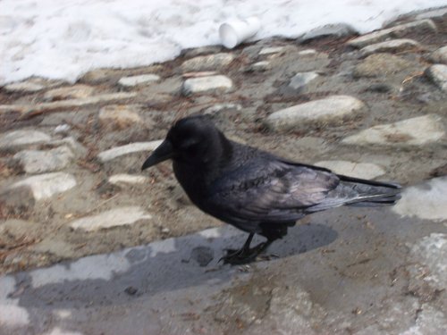 Raven trying to shake us down for food 