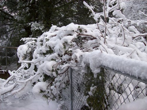 Snow on fence and Flowering Locust 