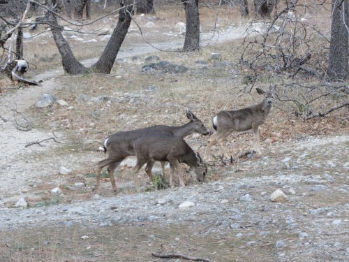 Deer in valley 