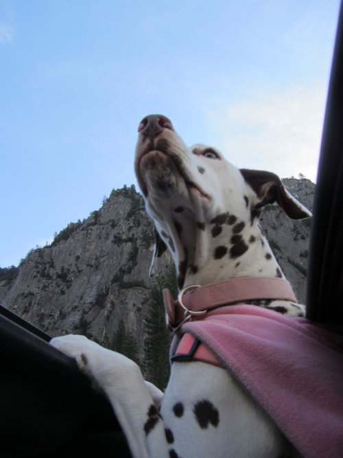 Dixie on lookout through the sunroof 