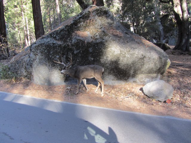 Buck by the road 