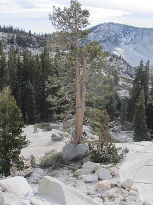 Tree amongst the rocks 