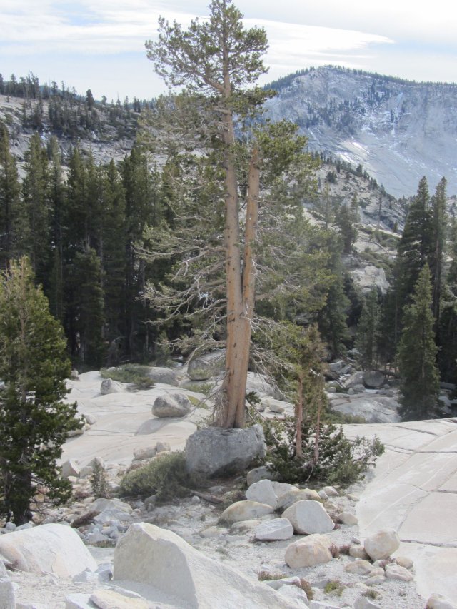 Tree amongst the rocks 