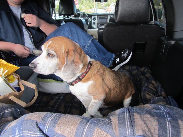 Riley looking for lunch 