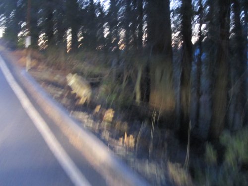 Coyote by side of road (blurry) 