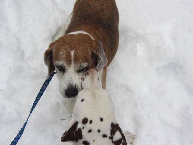 Dixie trying to get Riley to wrestle 