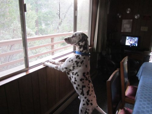 Lucky watching squirrels 