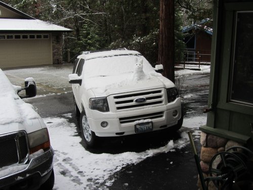 Snow dog  