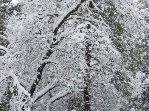 Snow in trees 