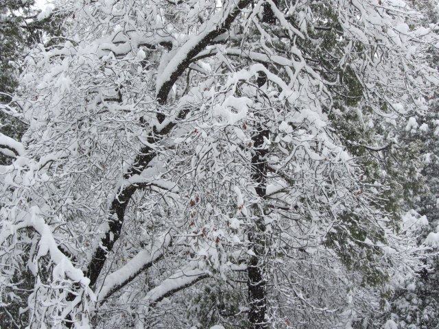 Snow in trees 