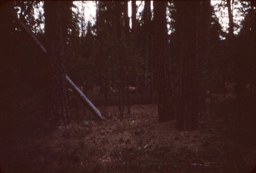 Deer near cabin 