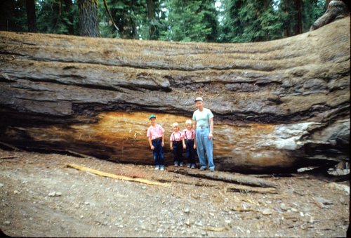 Family by fallen tree 