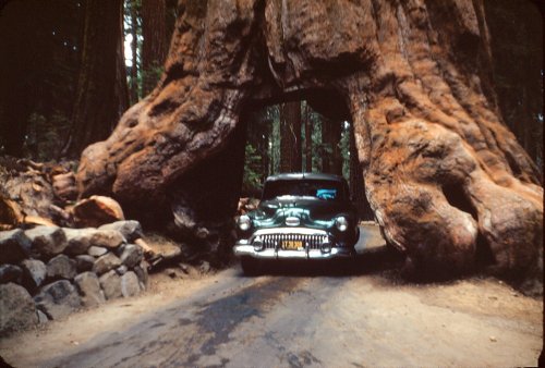 Our car in Wawona Tunnel Tree 