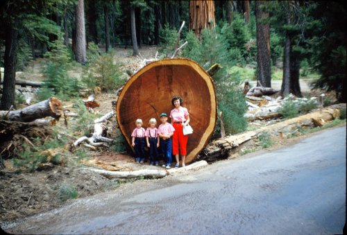 Family near Big Trees Lodge 
