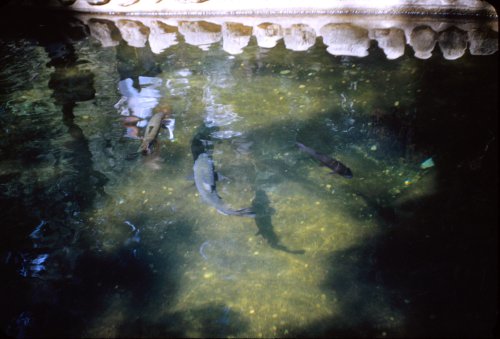 Rainbow Trout - Happy Isles 