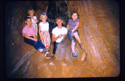 Kids and burned tree trunk 