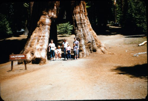 California Tunnel Tree 