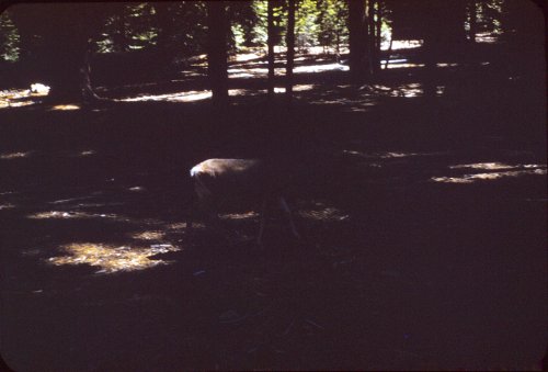 Deer at Big Trees Lodge 