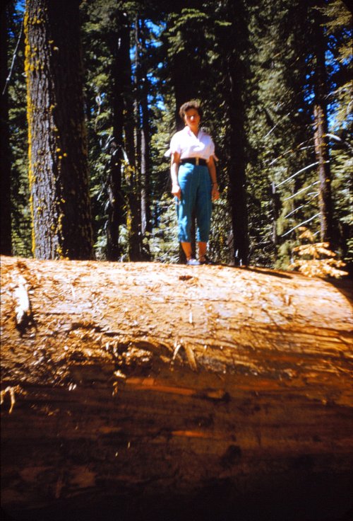 Dot on tree trunk 