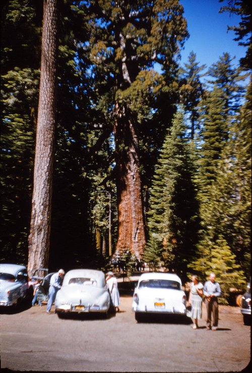 Grizzly Giant 