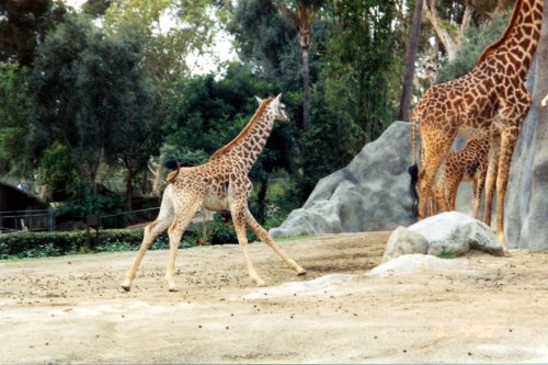 San Fernando Valley 